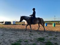 Ohne Druck und Zwang: Smarti als Reitpferd